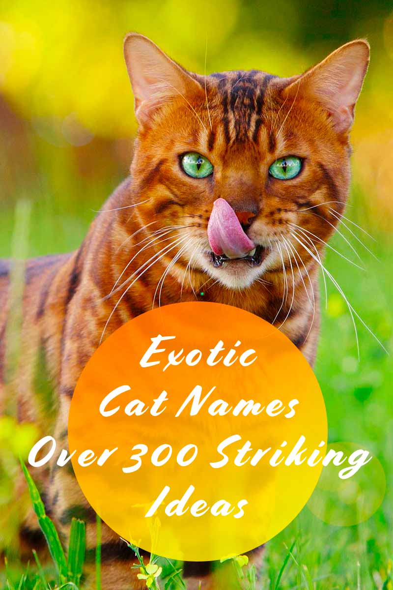 Exotic Cat Names - Over 300 Striking Ideas