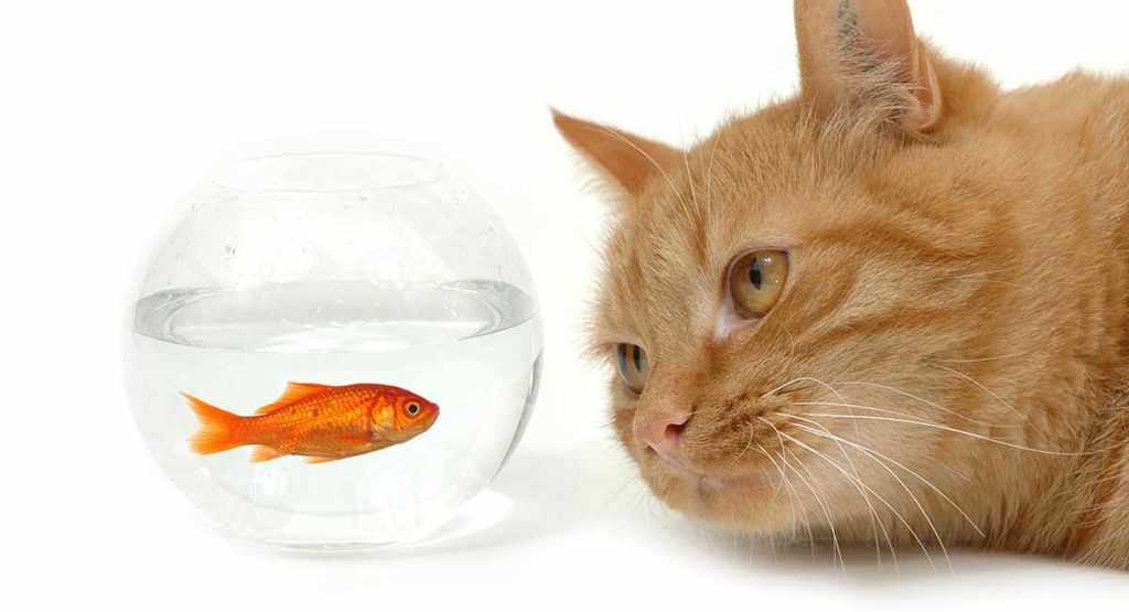 5 Real Benefits Of Fish Oil For Cats