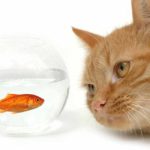 fish oil for cats