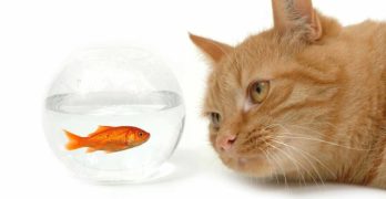 fish oil for cats