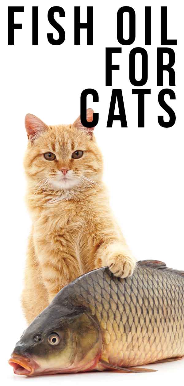 52 Top Photos Fish Oil For Cats Petsmart - Wild Caught Omega-3 Fish Oil for Cats - Deley Naturals 52 Top Photos Fish Oil For Cats Petsmart - Wild Caught Omega-3 Fish Oil for Cats - Deley Naturals