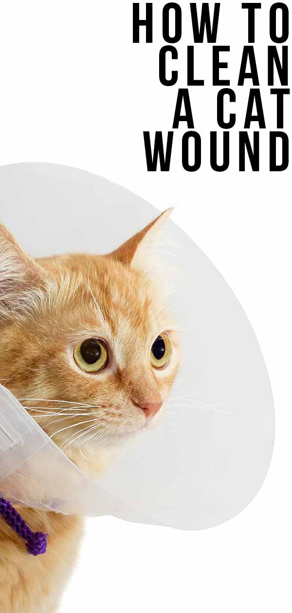 how to clean a cat wound