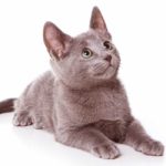 Russian Blue Kittens