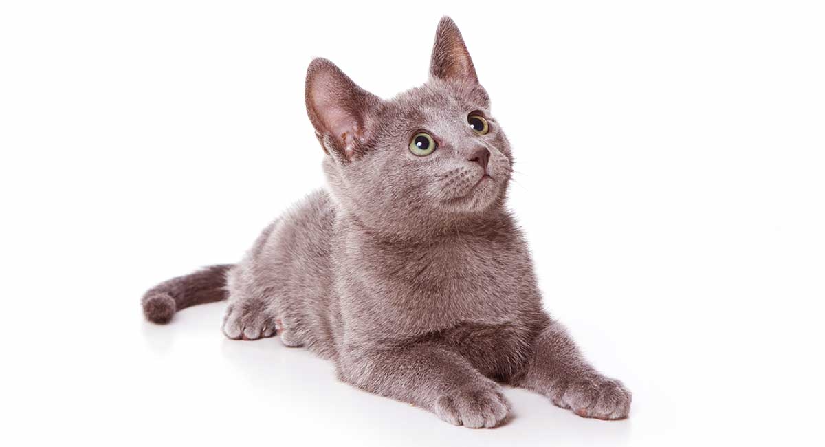 A Grinning Russian Blue Kitten Russian Blue Russian Blue Cat Blue Cats