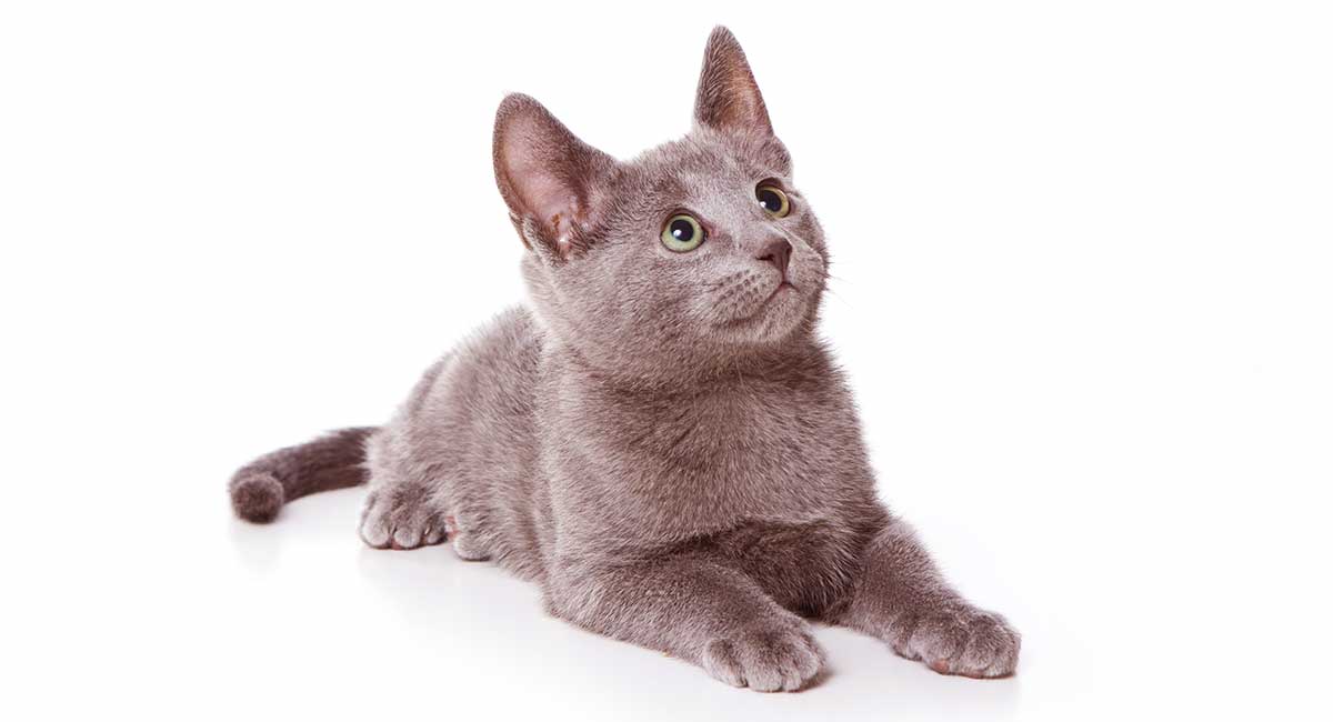 russian blue cat purebred