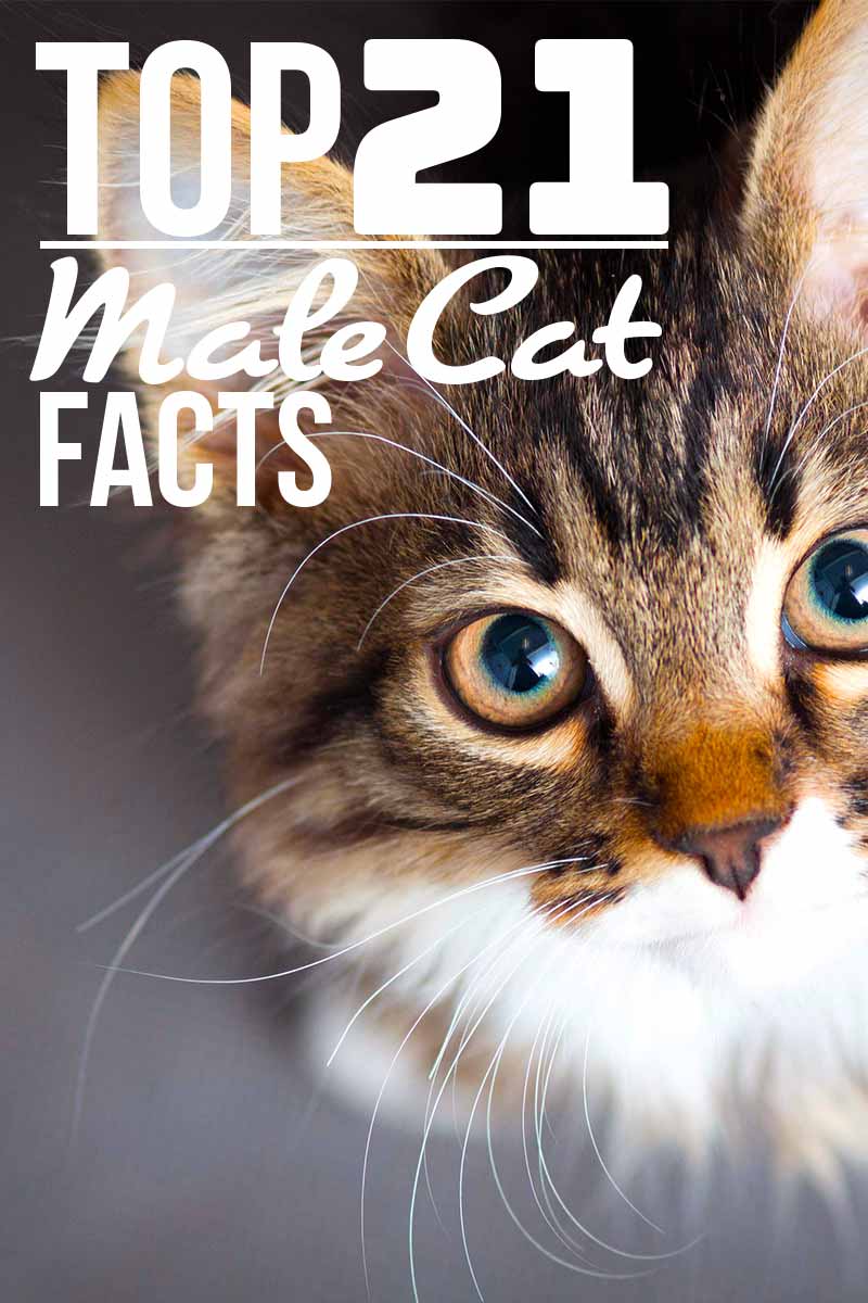 Top 21 male cat facts - Fun cat facts from The Happy Cat Site.