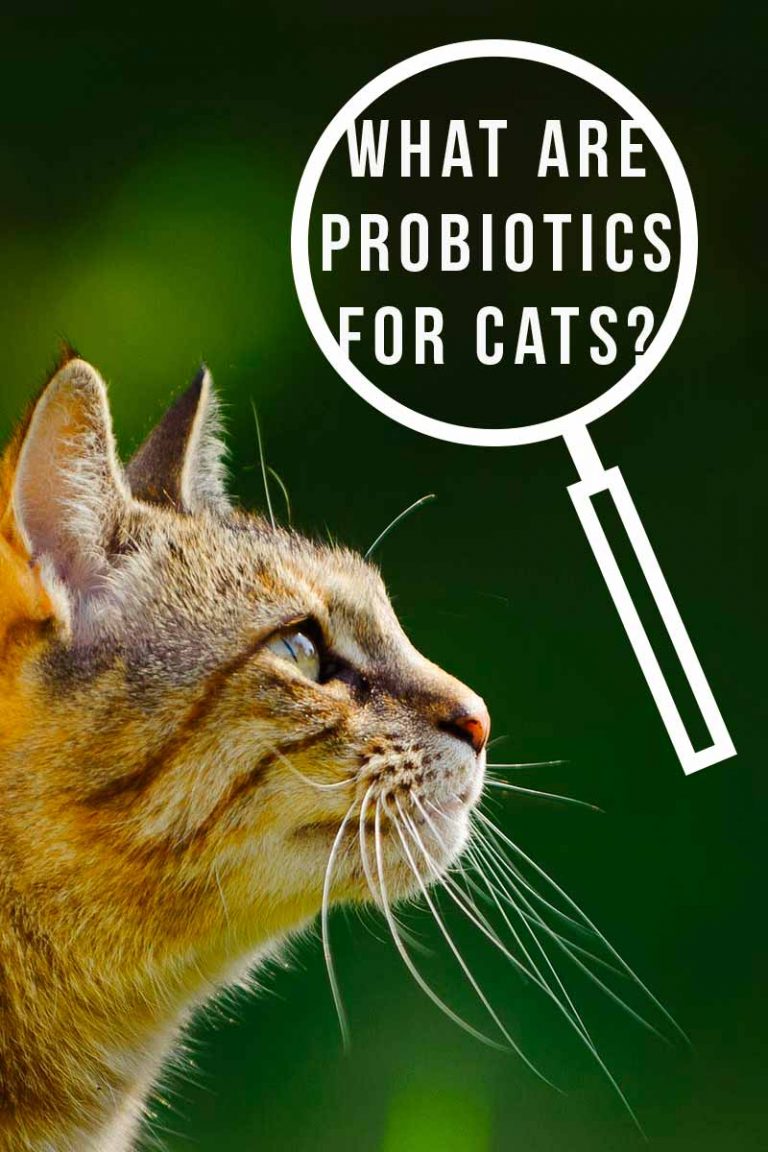 Probiotics For Cats A Complete Guide To Probiotics And Cats