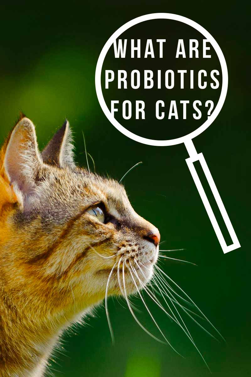 probiotics for cats side effects