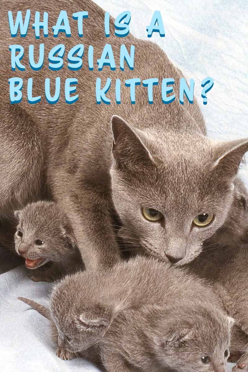 What is a Russian Blue Kitten - Cat breed review.