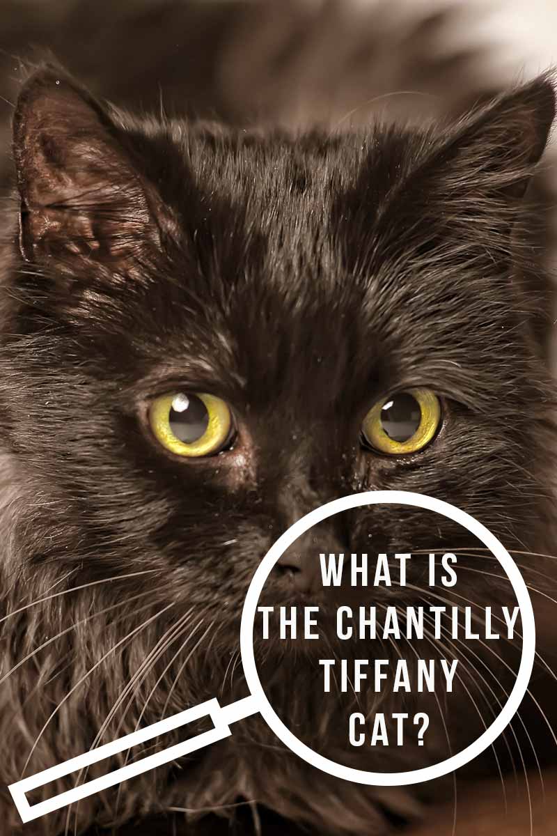 What is the Chantilly Tiffany cat? - Cat breed reviews