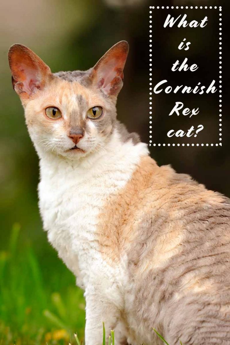 Cornish Rex Your Complete Guide To A Curly Coated Cat!