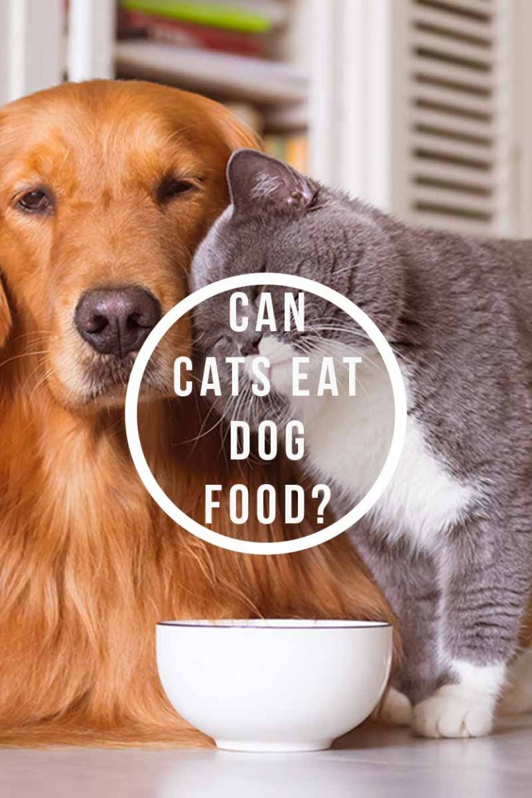 Can Cats Eat Dog Food? Comparing Cat And Dog Diets