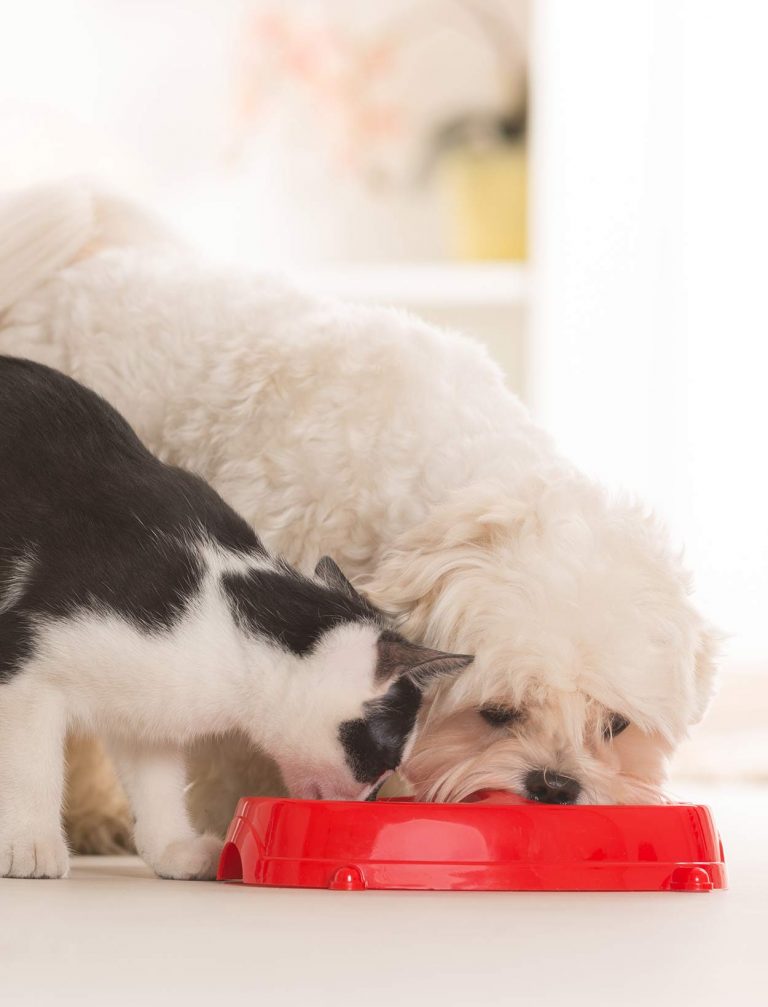 Can Cats Eat Dog Food? Comparing Cat And Dog Diets