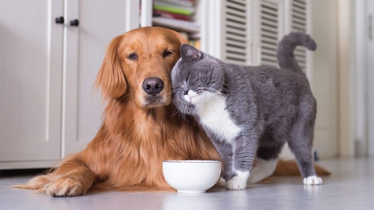can cats eat dog food