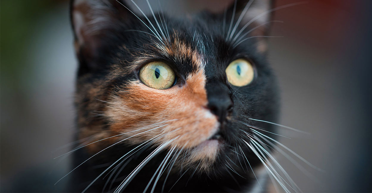 Chimera Cat - The Fascinating Two-Faced Cat