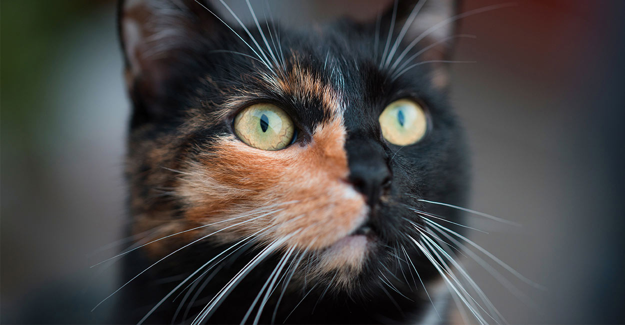 What Is A Chimera Cat 