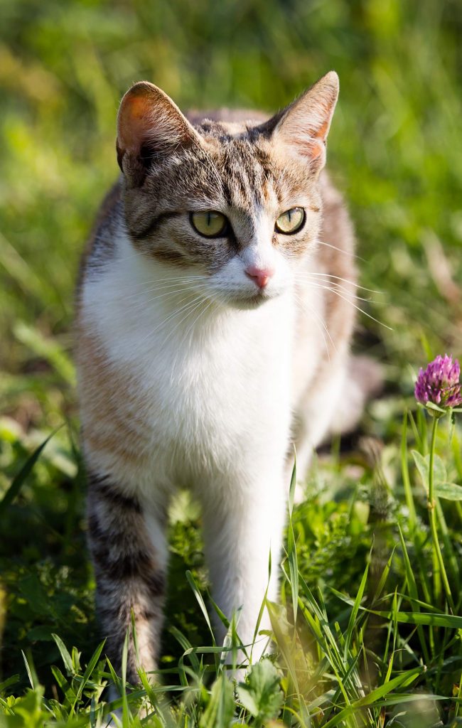 Is Colloidal Silver for Cats an Effective Treatment?