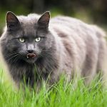colloidal silver for cats