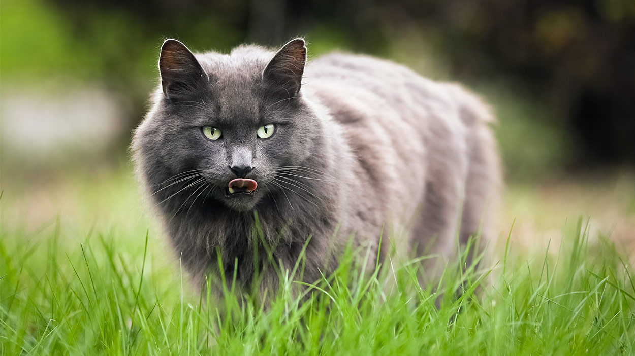 colloidal silver for cats
