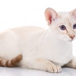 colorpoint shorthair