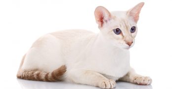 Colorpoint Shorthair – A Complete Guide