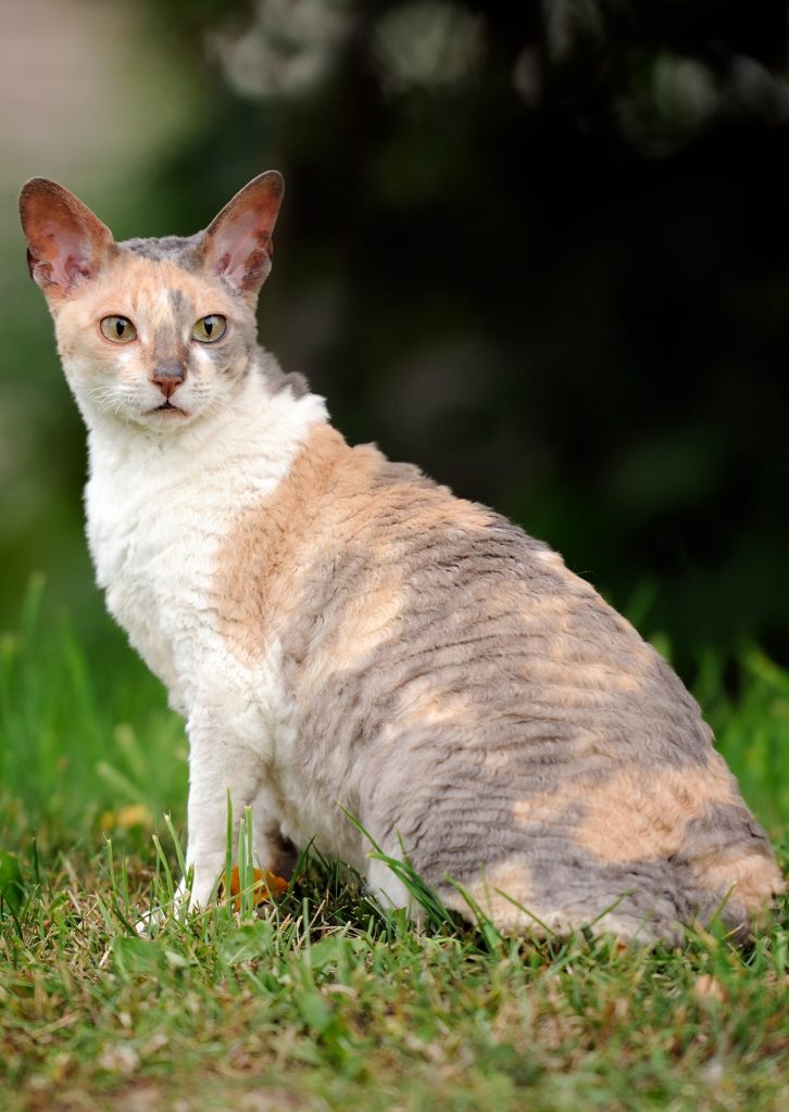 Cornish Rex Your Complete Guide To A Curly Coated Cat!