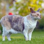 cornish rex