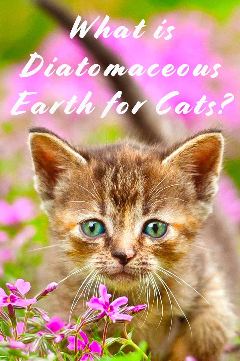 What is Diatomaceous Earth for Cats? - Cat health and care advice.