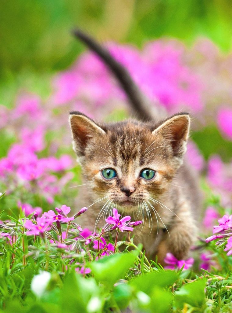 Diatomaceous Earth For Cats What Is It And What Can It Do?