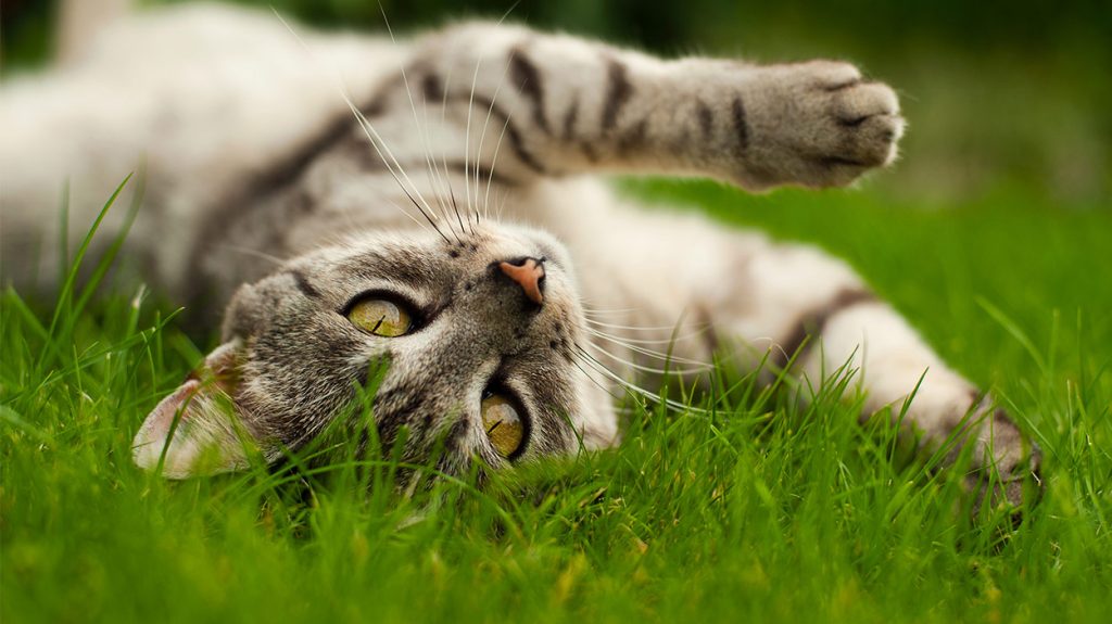Diatomaceous Earth For Cats What Is It And What Can It Do?