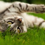 diatomaceous earth for cats