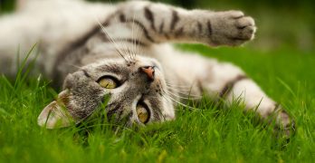 Diatomaceous Earth For Cats – What Is It And What Can It Do?