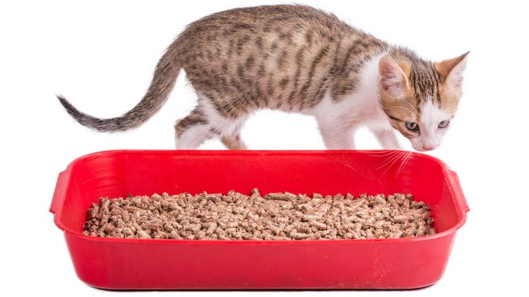 dust free cat litter