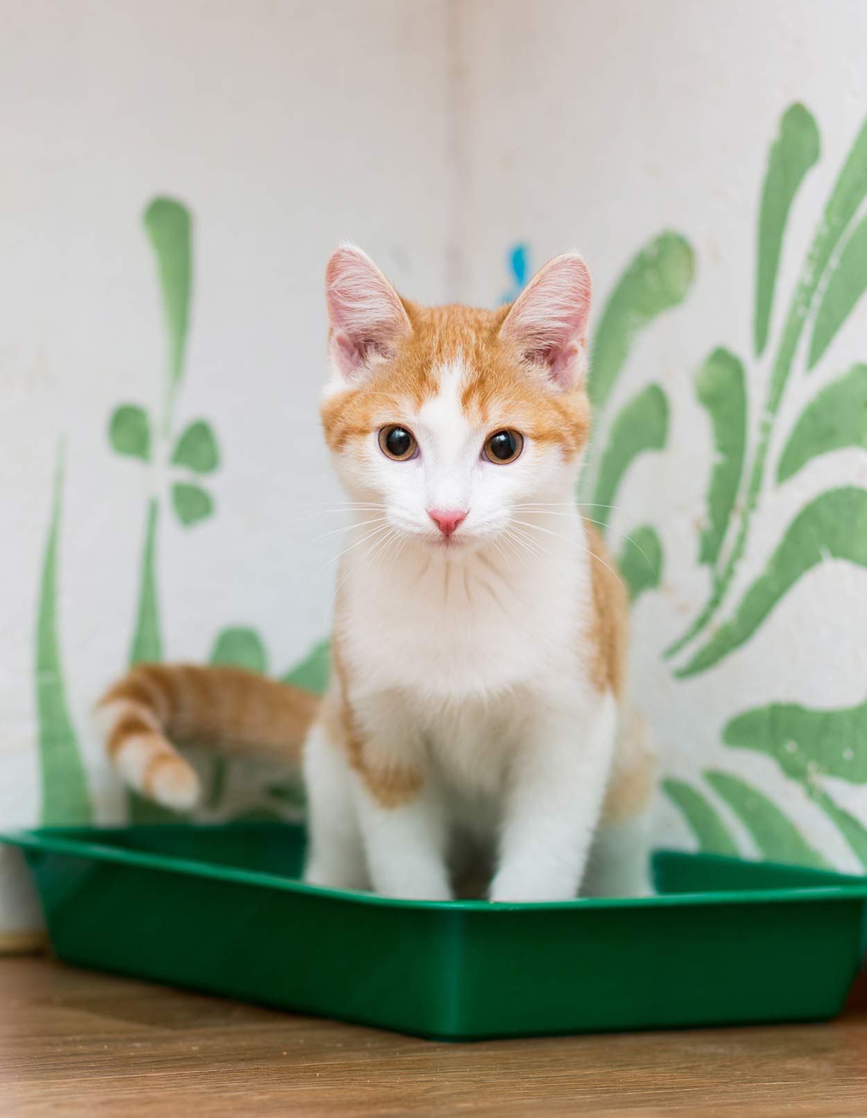 Dust Free Cat Litter Benefits Reviews and Controlling The Smell Dust Free Cat Litter Benefits Reviews and Controlling The Smell