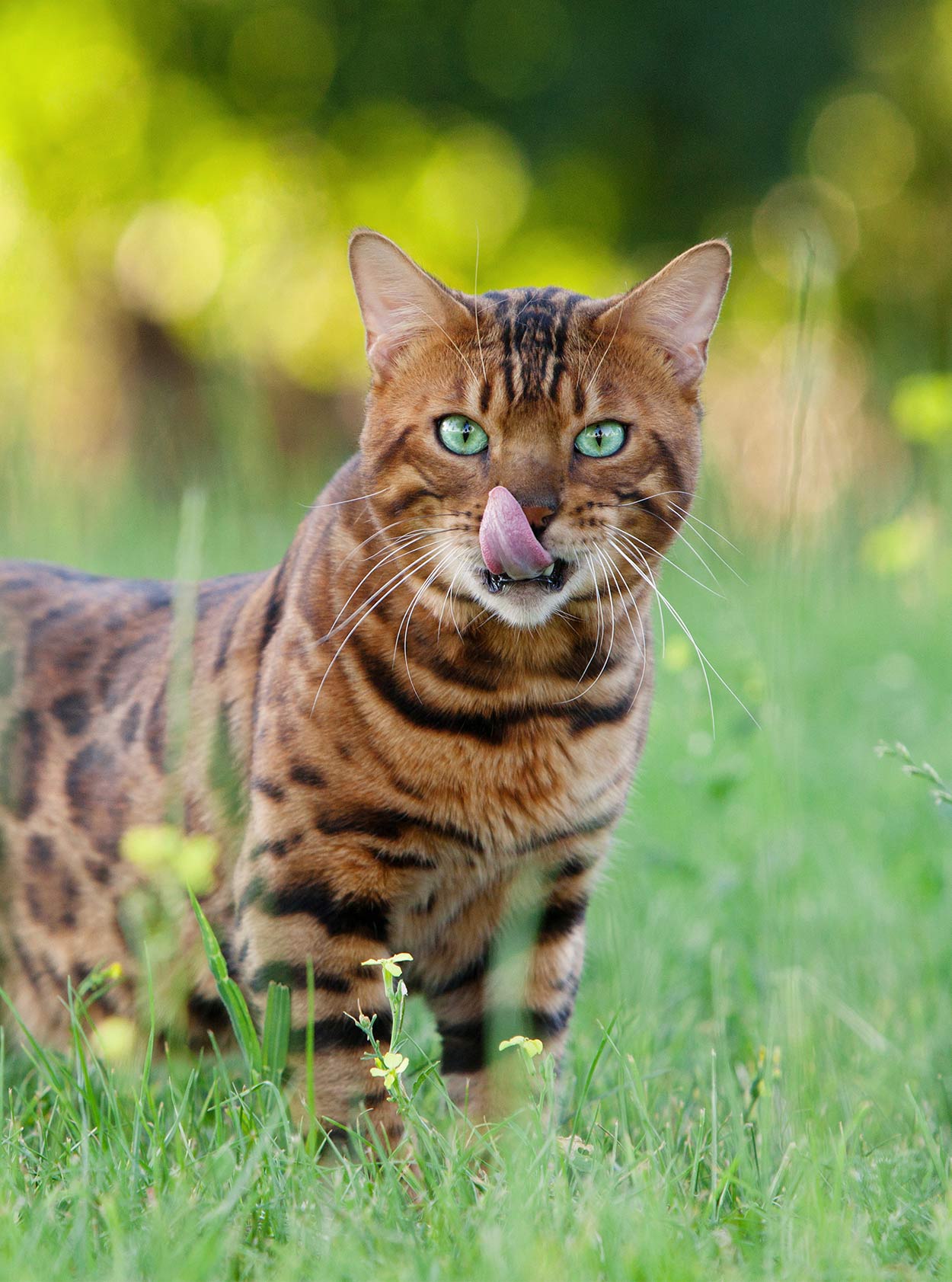 Exotic Cat Names - Over 300 Striking Ideas