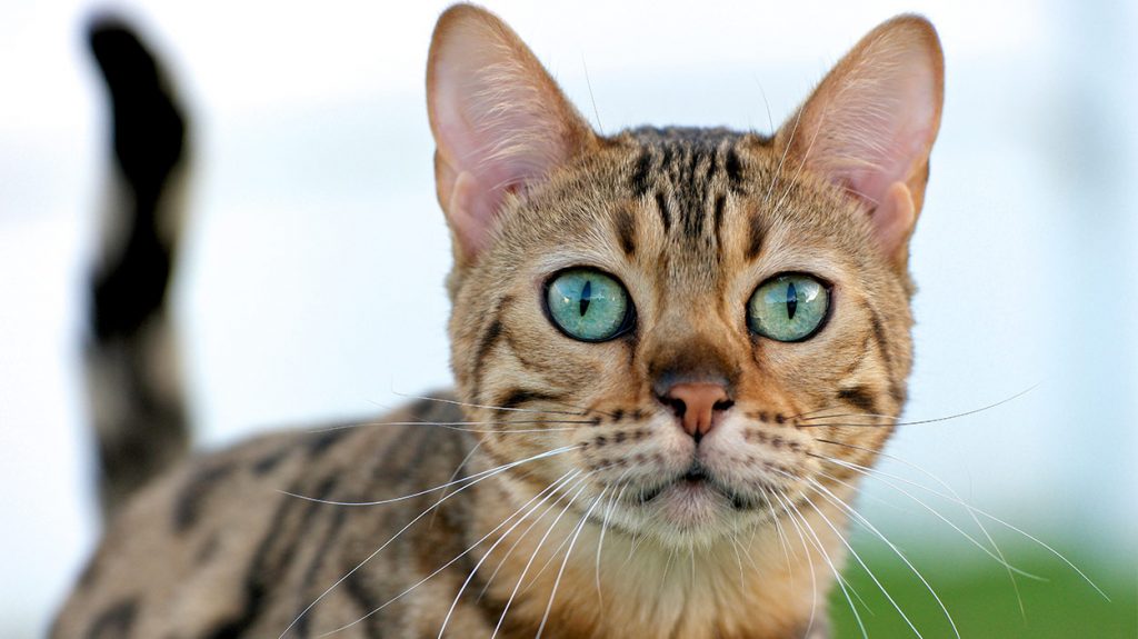 Exotic Cat Names Over 300 Striking Ideas exotic-cat-names-over-300-striking-ideas
