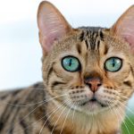 exotic cat names