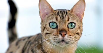 Exotic Cat Names – Over 300 Striking Ideas