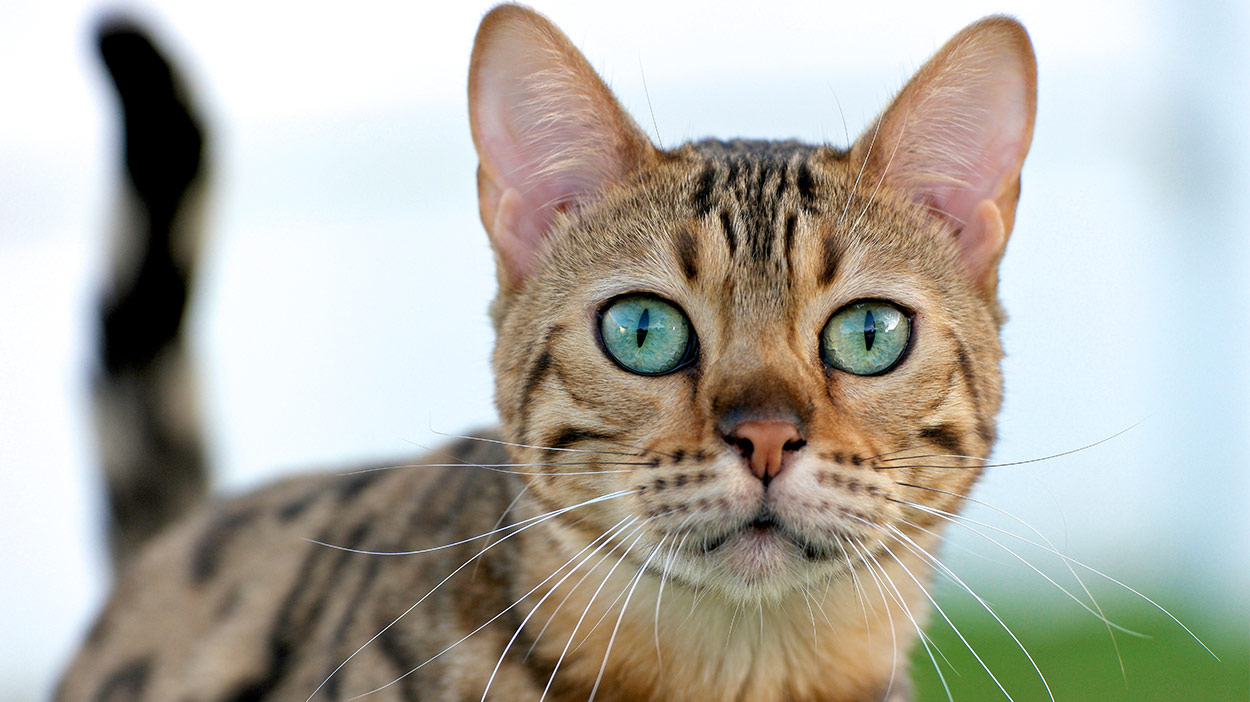 exotic cat names