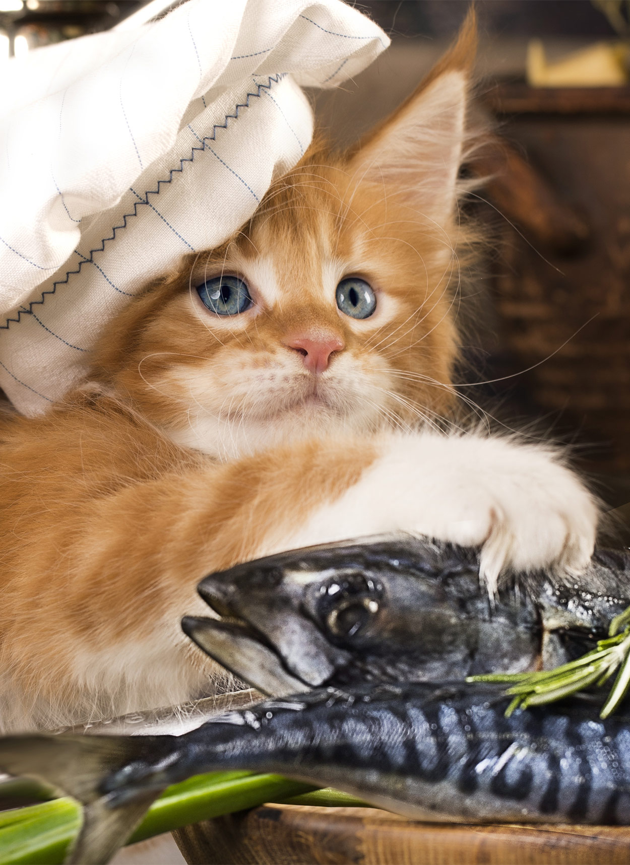 fish oil for cats