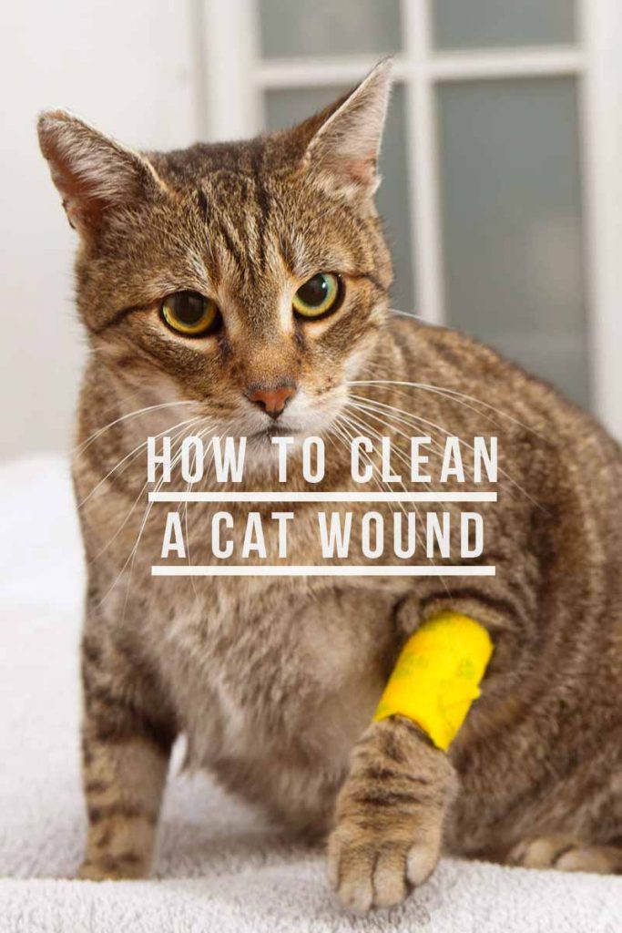 How To Clean A Cat Wound And When To Ask Your Vet For Help