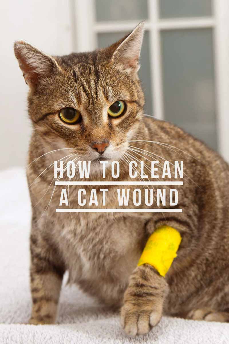 How to clean a cat wound? - Cat health and care.