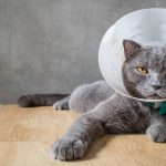 how to clean a cat wound