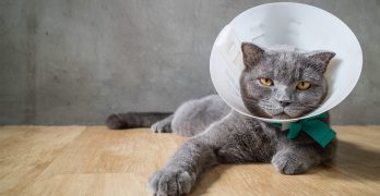 how to clean a cat wound