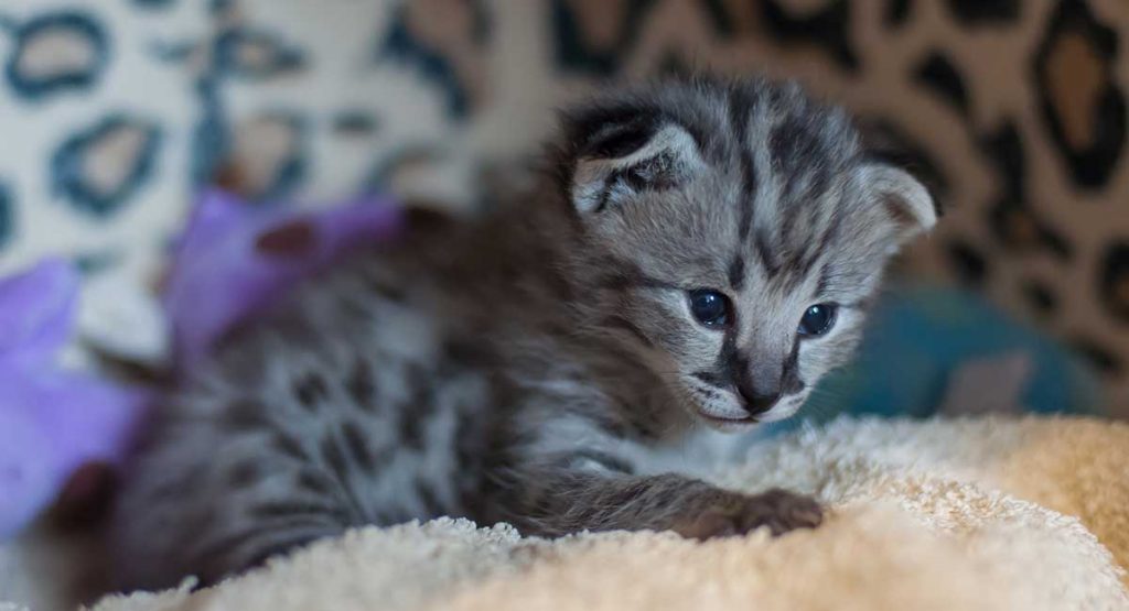 Hybrid Cats – Are Mixed Breed Cats The Future?