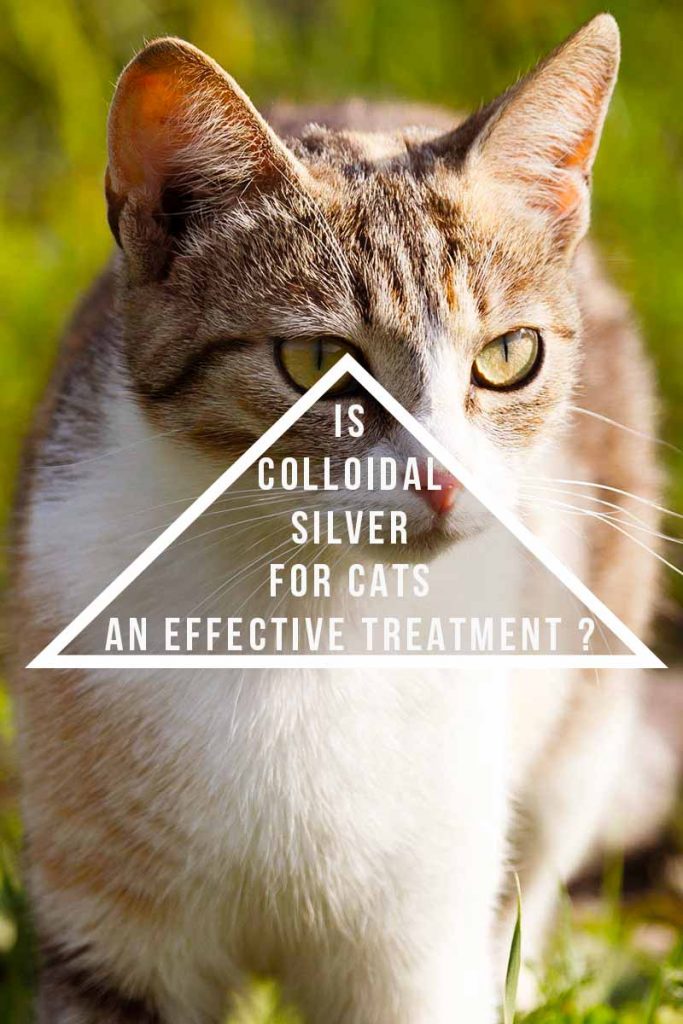 Is Colloidal Silver for Cats an Effective Treatment?