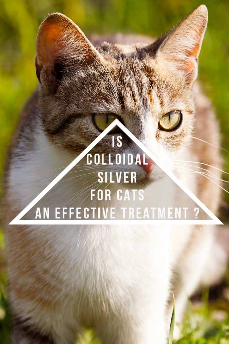 Is Colloidal Silver for Cats an Effective Treatment?