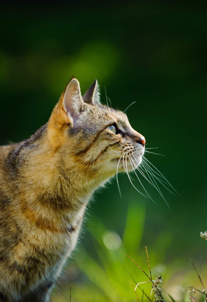 Probiotics For Cats A Complete Guide To Probiotics And Cats