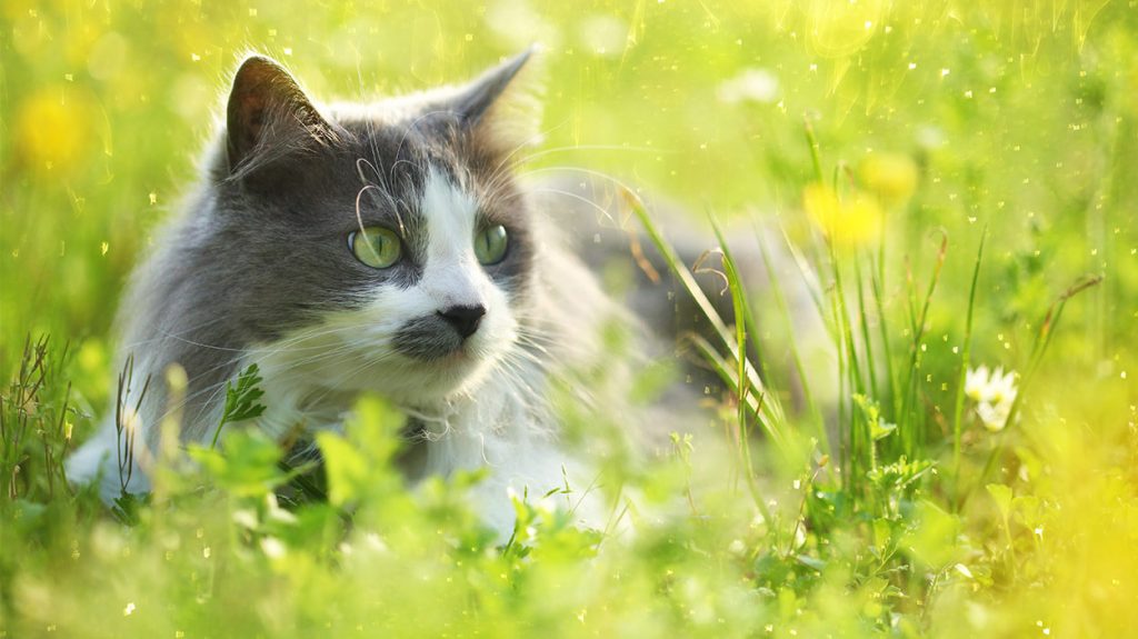 Probiotics For Cats A Complete Guide To Probiotics And Cats
