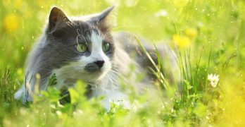 Probiotics For Cats – How Do They Work And Which Are The Best?